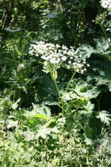 Heracleum maximum