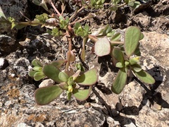 Portulaca