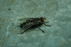 Sarcophaga carnaria