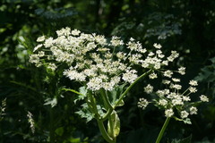Heracleum maximum