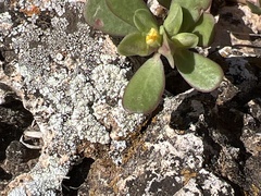 Portulaca