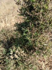 Salsola