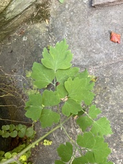 Aquilegia