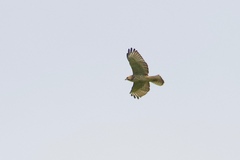 Buteo