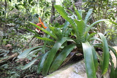 Aechmea chantinii