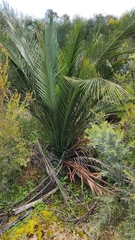 Macrozamia riedlei