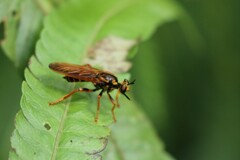 Laphriini
