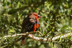 Emblema pictum