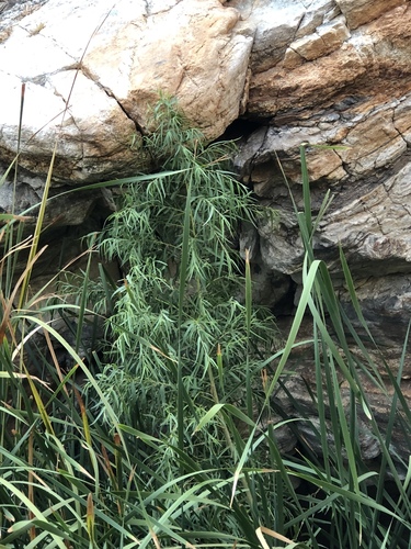 iNaturalist observation photo of red willow