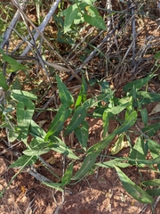Funastrum