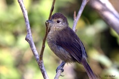 Thamnophilus ruficapillus