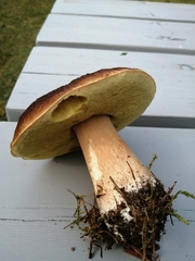 Boletus reticulatus