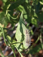 Funastrum