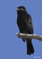 Knipolegus cyanirostris