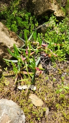 Carpobrotus edulis