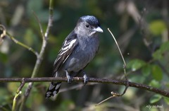 Pachyramphus polychopterus