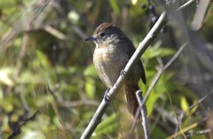 Thamnophilus ruficapillus