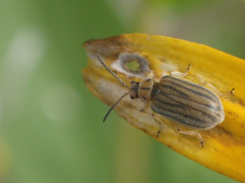 Ragweed leaf beetle photo 2