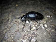 Meloe corvinus