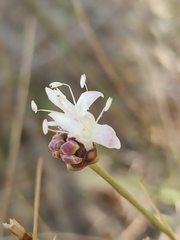 Cephalaria leucantha