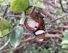 Hypolimnas misippus