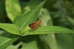 Polytremis lubricans