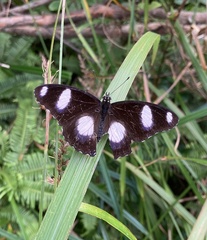 Hypolimnas misippus