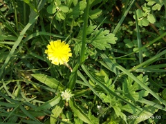 Sonchus asper