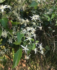 Clematis glycinoides