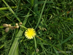 Sonchus asper