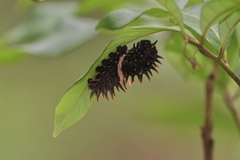 Papilioninae