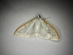 Palpita nigropunctalis