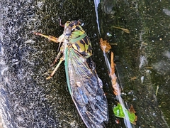 Neotibicen pruinosus