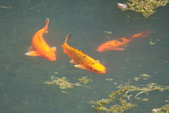 Cyprinus rubrofuscus