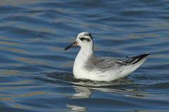 Phalaropus fulicarius