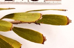 Leucospermum cuneiforme