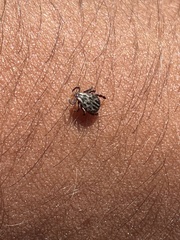 Dermacentor reticulatus