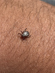 Dermacentor reticulatus
