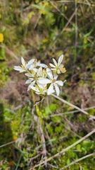 Burchardia congesta