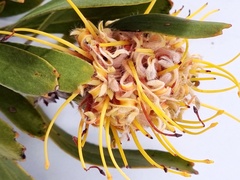Leucospermum cuneiforme