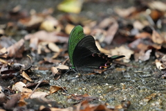 Papilio paris