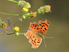 Polygonia c-aureum