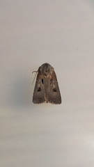 Agrotis exclamationis