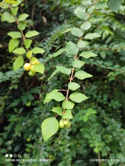Gmelina