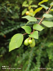 Gmelina