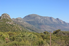 Protea lepidocarpodendron