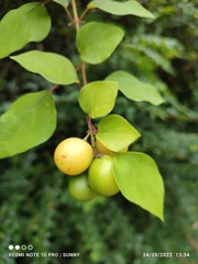 Gmelina