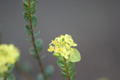 Pimelea flava