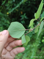 Gmelina