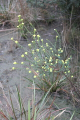 Pimelea flava